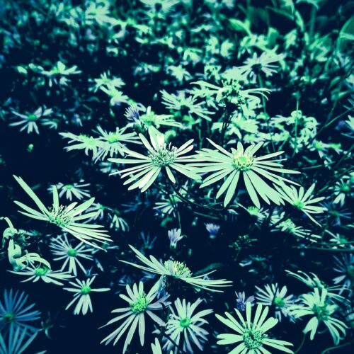 Electric 4 - Traude Fritz - FLOWER POWER 2021