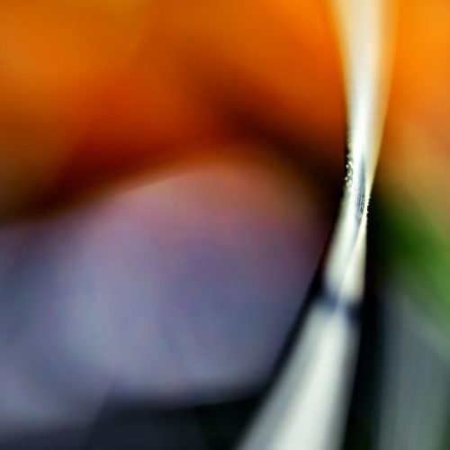 Томас ОППОЛЗЕР, Младото, гордо стъбло се стреми към светлината. Вятърът носи смирение.