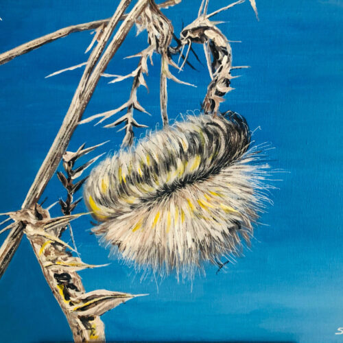 Ingrid SELLAMI, Distel