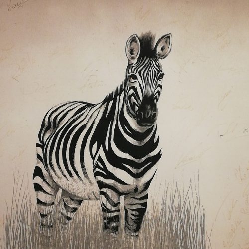 Zebra