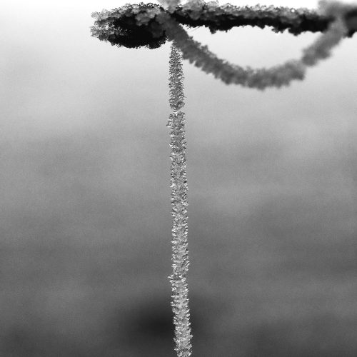 Baumohrring im Winterzauber
