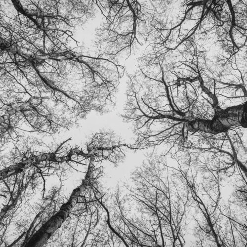 Kaléidoscope de branchages