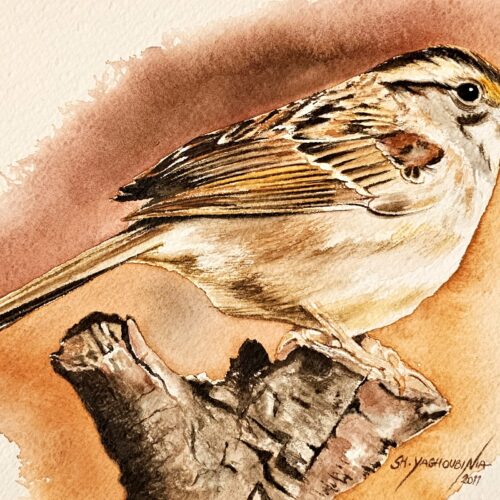 Sparrow