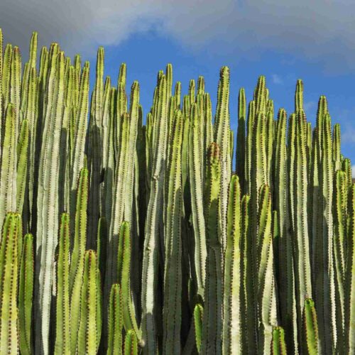 Кактусов трън